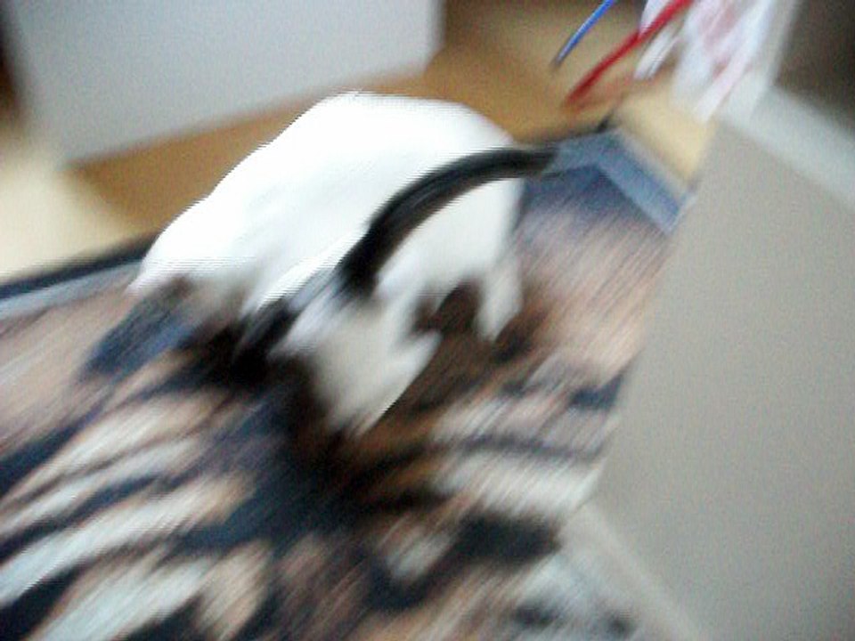 Harvey und Vinzent am 26.06.2016