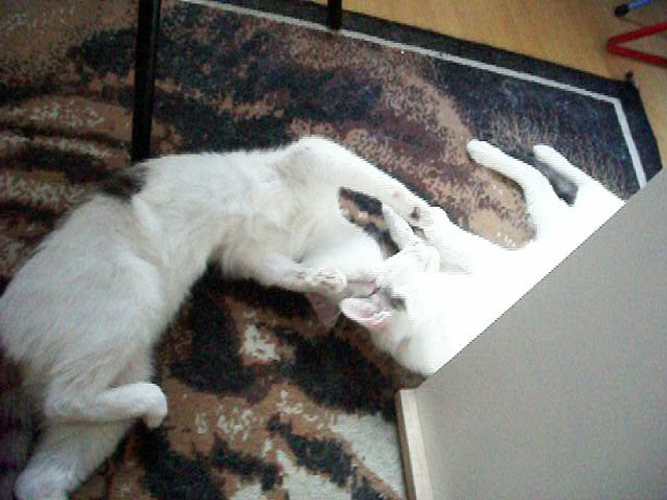 Harvey und Vinzent am 26.06.2016