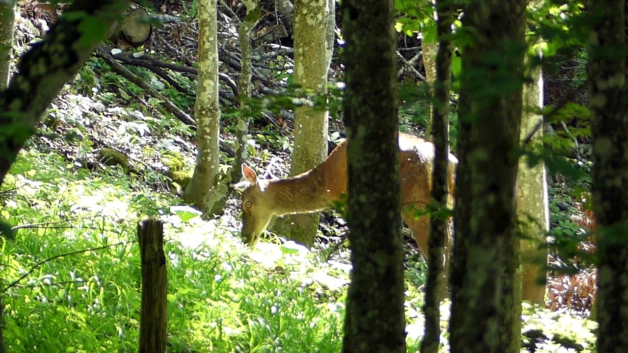 Une biche broute paisiblement, malgré les mouches