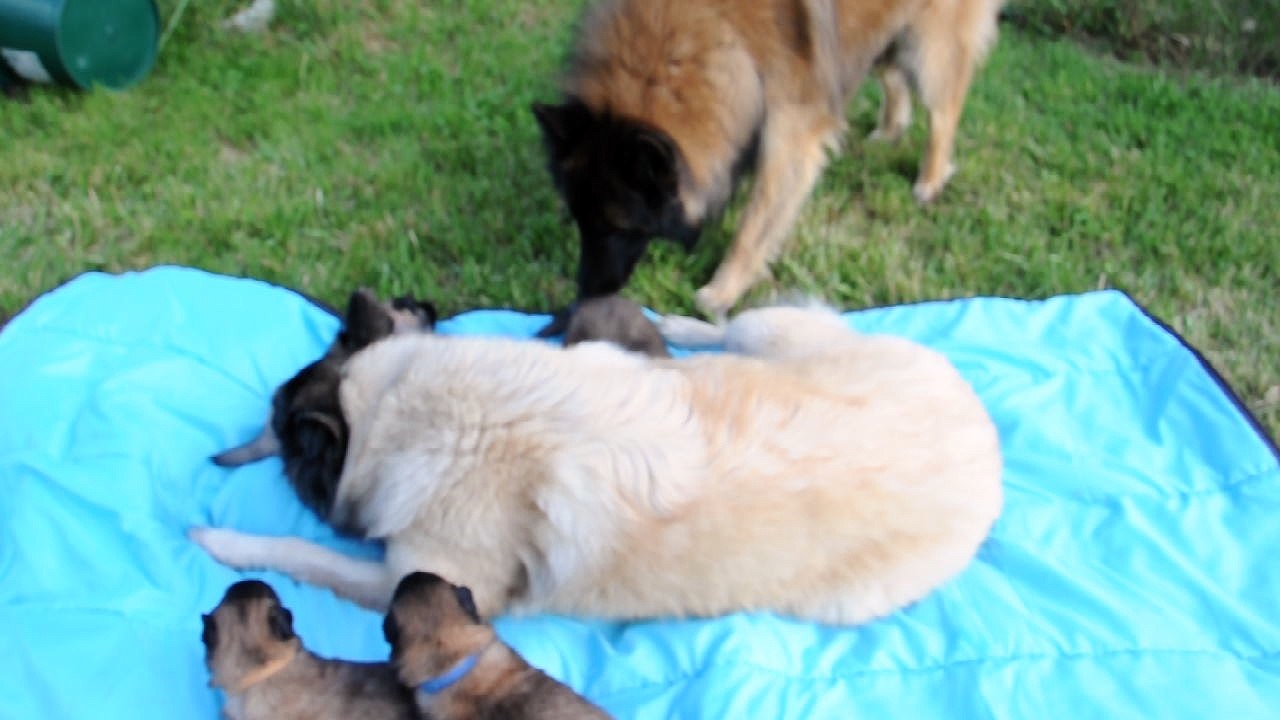 Maman berger belge Tervueren et ses petites de 19 jours