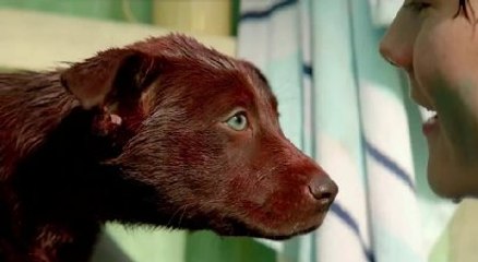 RED DOG: True Blue Official Movie Trailer - Jason Isaacs, Levi Miller, Bryan Brown