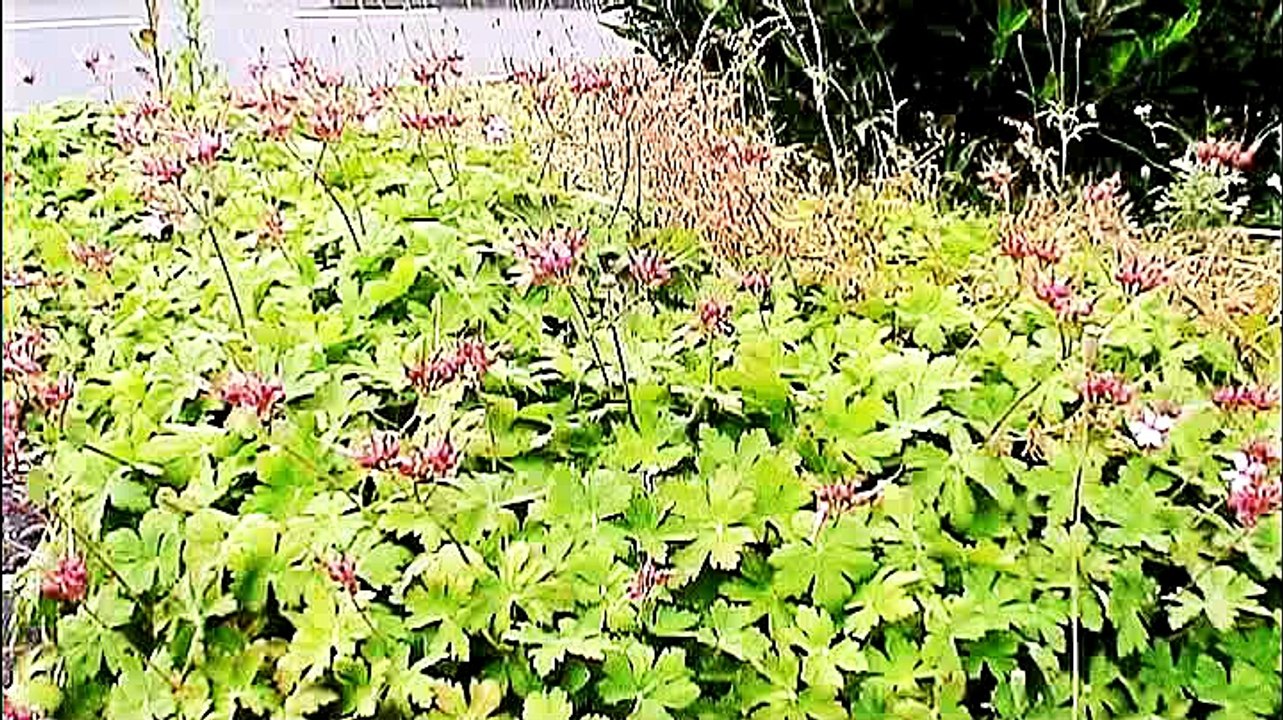 Kreisverkehre in Köln – 13