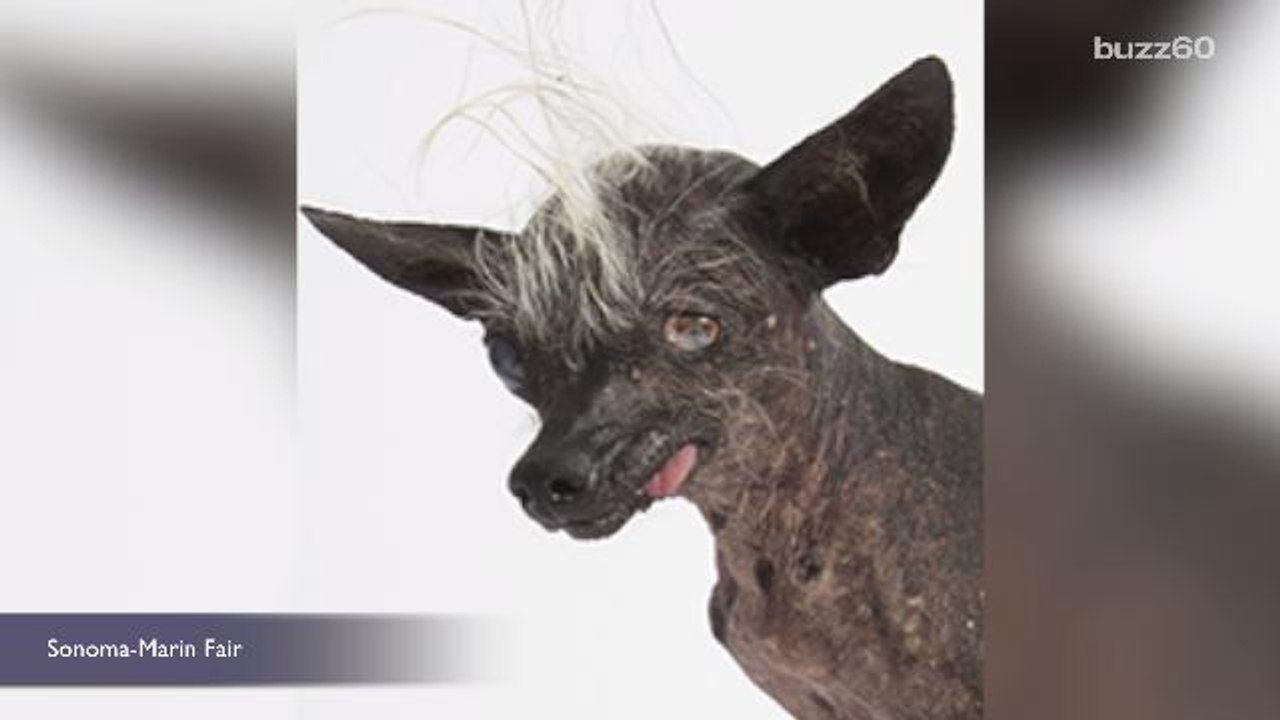 Introducing The World's Ugliest Dog