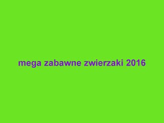 zabawne zwierzaki 2016