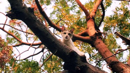 No one loves cats like this lady Must Watch