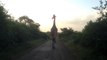 Nairobi National Park, Kenya / Giraffe