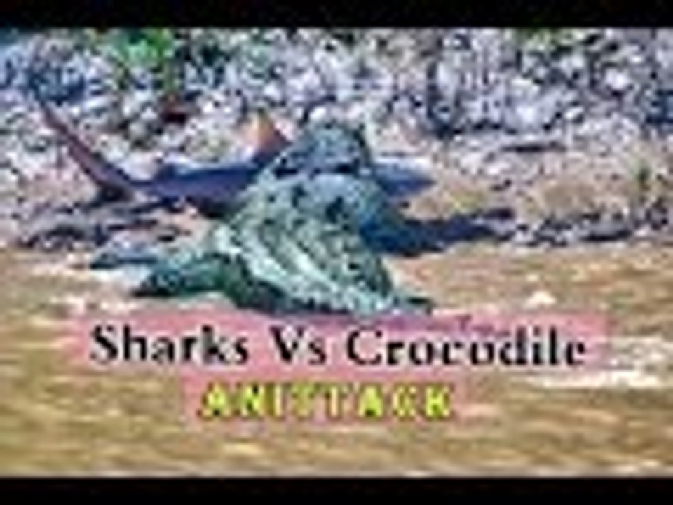 shark vs crocodile Brief review & best attack HD
