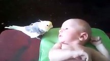 Cockatiel sings to baby - My Village