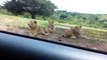 They were taking pictures from their car but they never expected the lion to do this - My Village