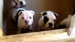 OLD ENGLISH BULLDOG PUPPIES!!! 10 weeks old!!!