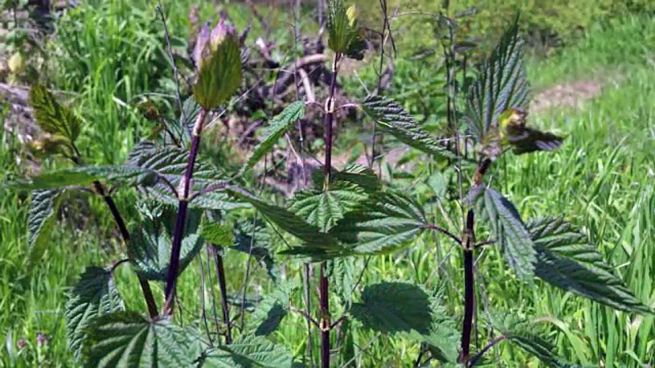 How to build Paiute Deadfall Trap for Rats and Mice - Handmade