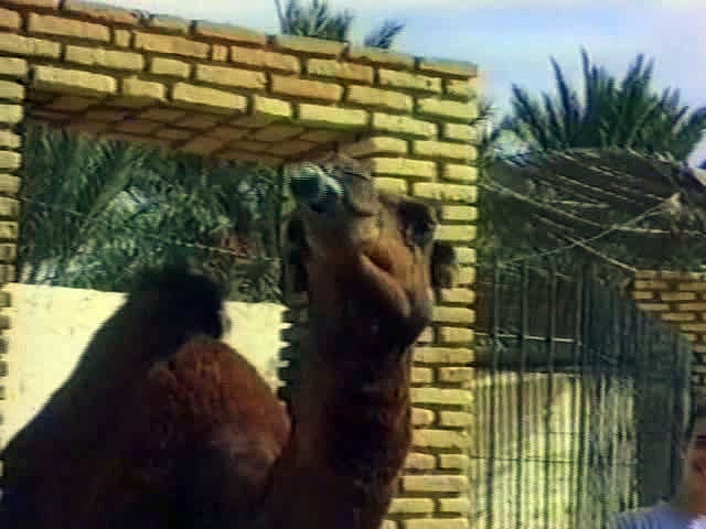 Camel Drinking