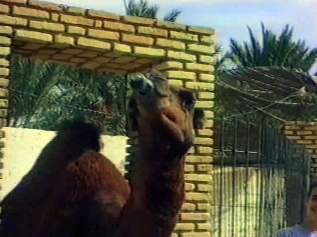 Camel Drinking