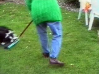 Collie Puppys Playing
