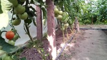 Greenhouse vegetables 2016,06,26 | Выращивание в теплице