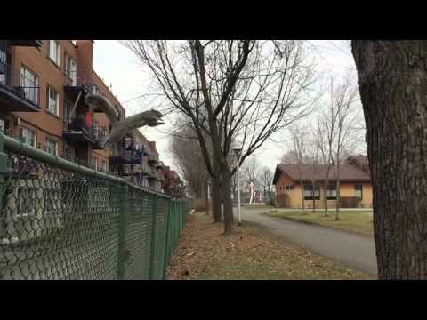 Energetic Squirrel Makes Slow-Motion Jump
