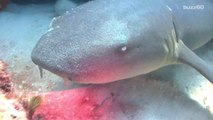 5 Facts About Sharks In Time For Shark Week