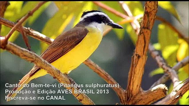 VID-20160621-WA0003 O BENTEVÌ eu vi eu vi!!