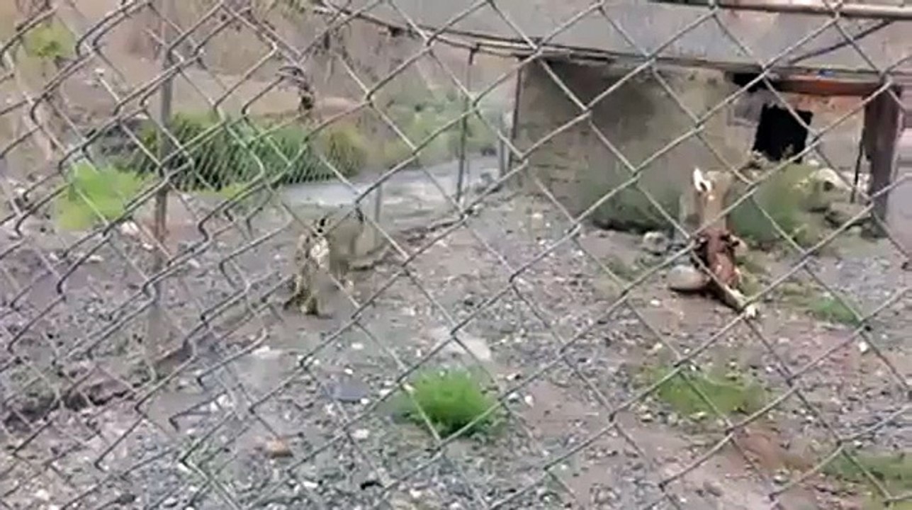 leopards video 2016 latest