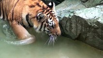 2011.7.26　トラ、プールで遊ぶ(日本平動物園)