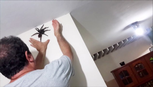 Grosse araignée dans la maison
