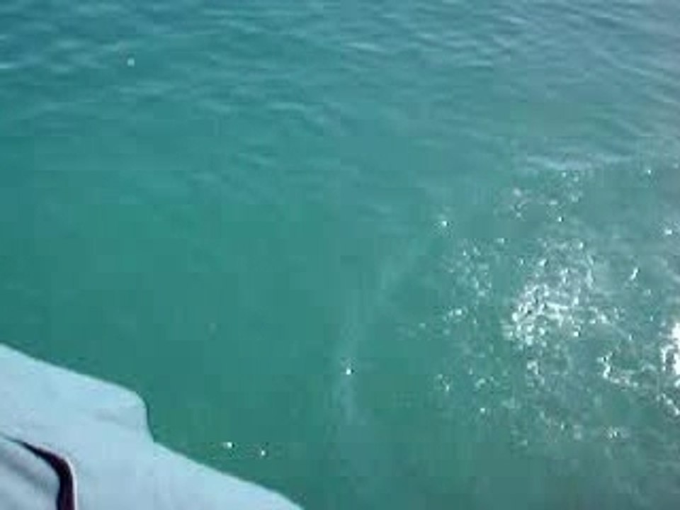 saut