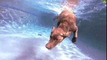 Pit Bull underwater playing his toys Full HD