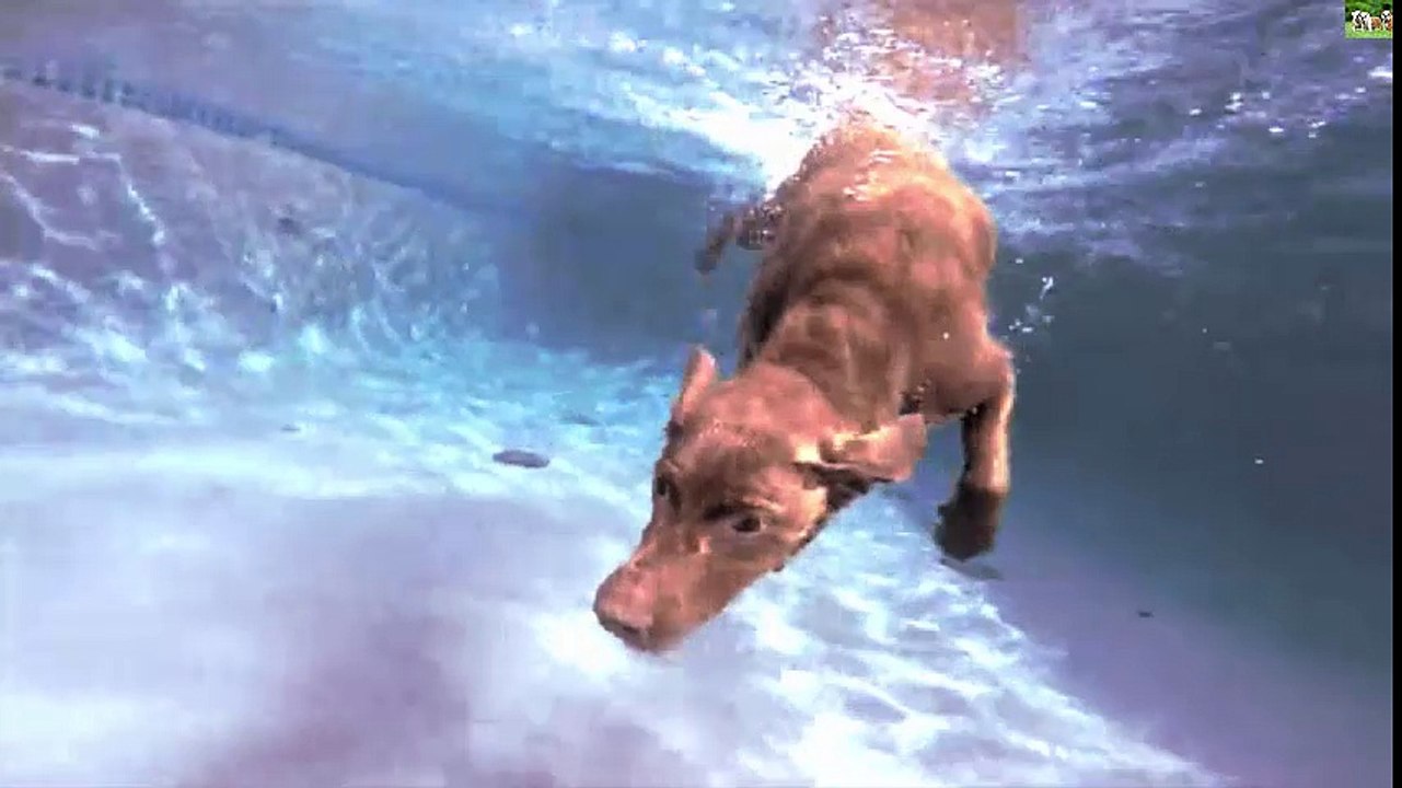 Pit Bull underwater playing his toys Full HD