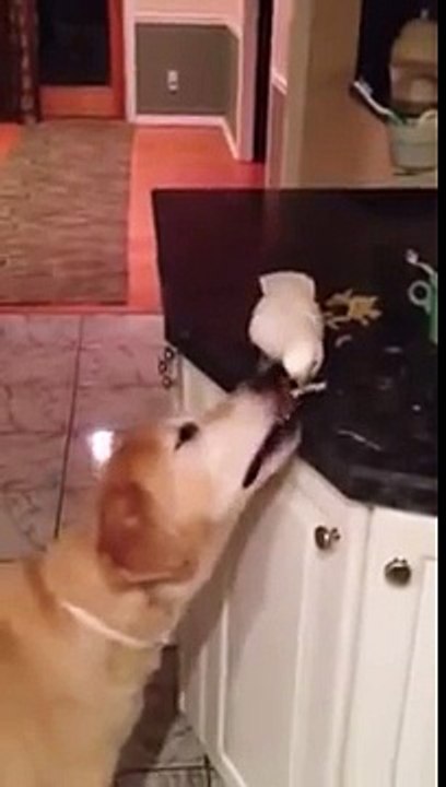 calopsita dando comida para cachorro