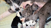 Graywood Danes - #GreatDane Puppies Born 12/28/15