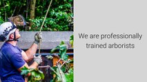 Tree Surgeons Calverton Nottingham - Call 07905 675 171 - Nottingham Tree Surgeons