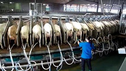 180 Stall Goat Rotary milking parlor- Westfaliasurge - part 1