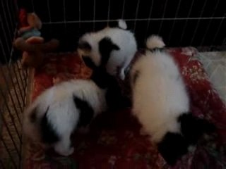 Papillion Puppies - Natural Raw Diet