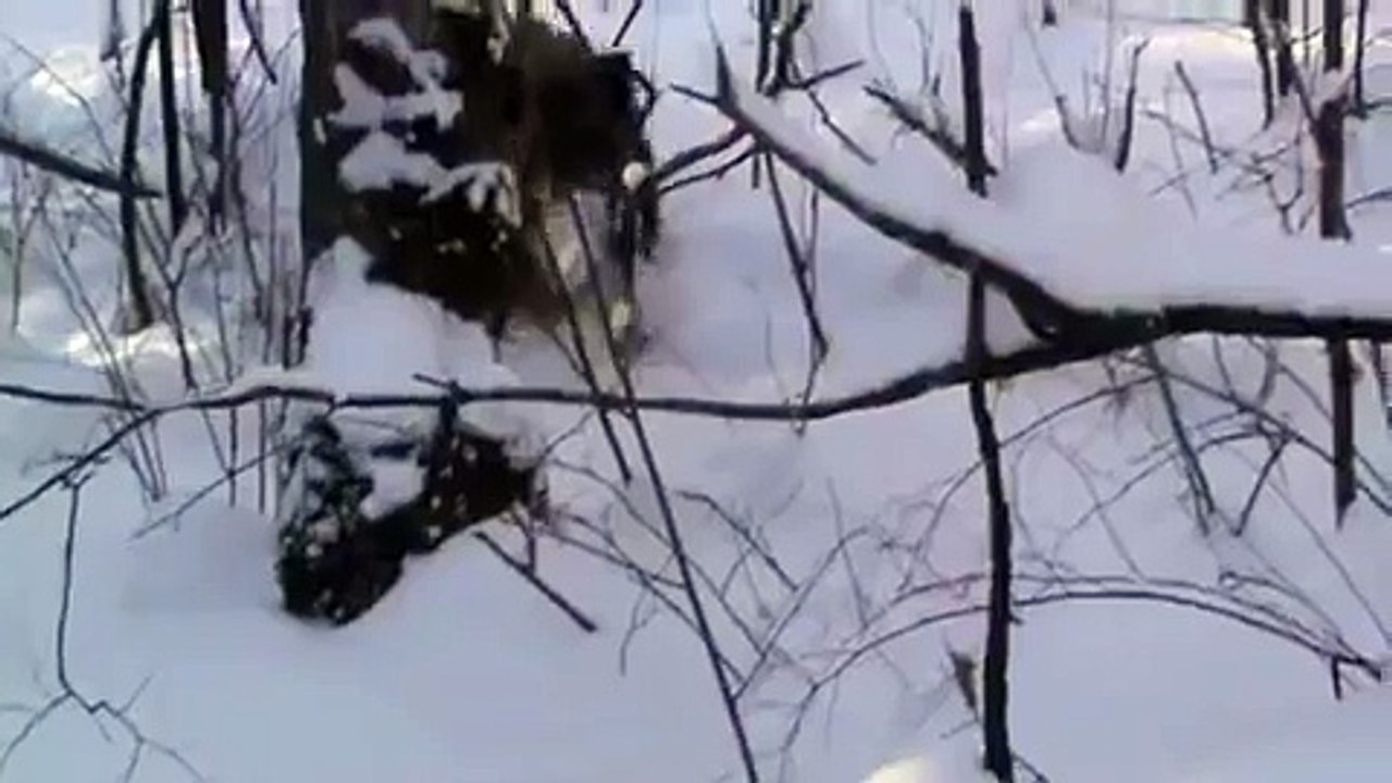 Charge d'un sanglier dans la neige