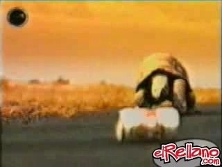 Tortue (Bière) 1°partie