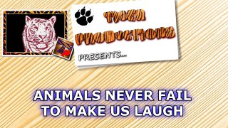 Animals never fail to make us laugh - Super funny animal compilation