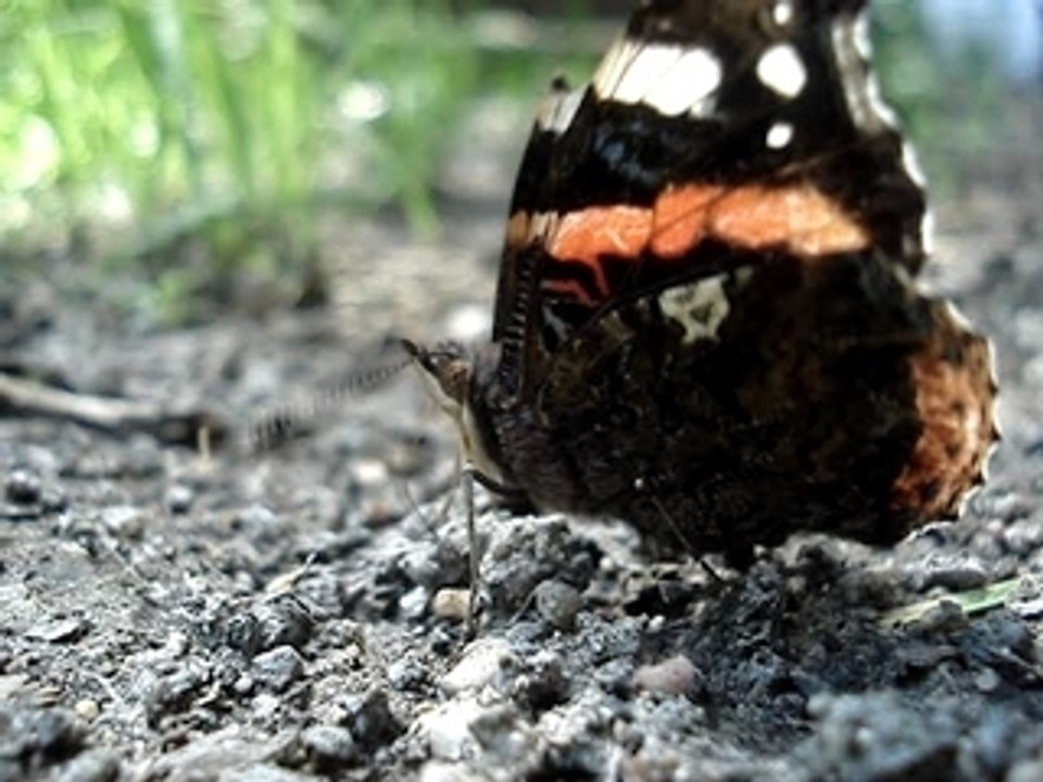 Avez-vous déjà vu : un papillon qui boit ?