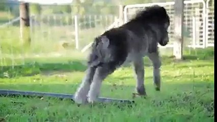 sevimli eşek sıpası