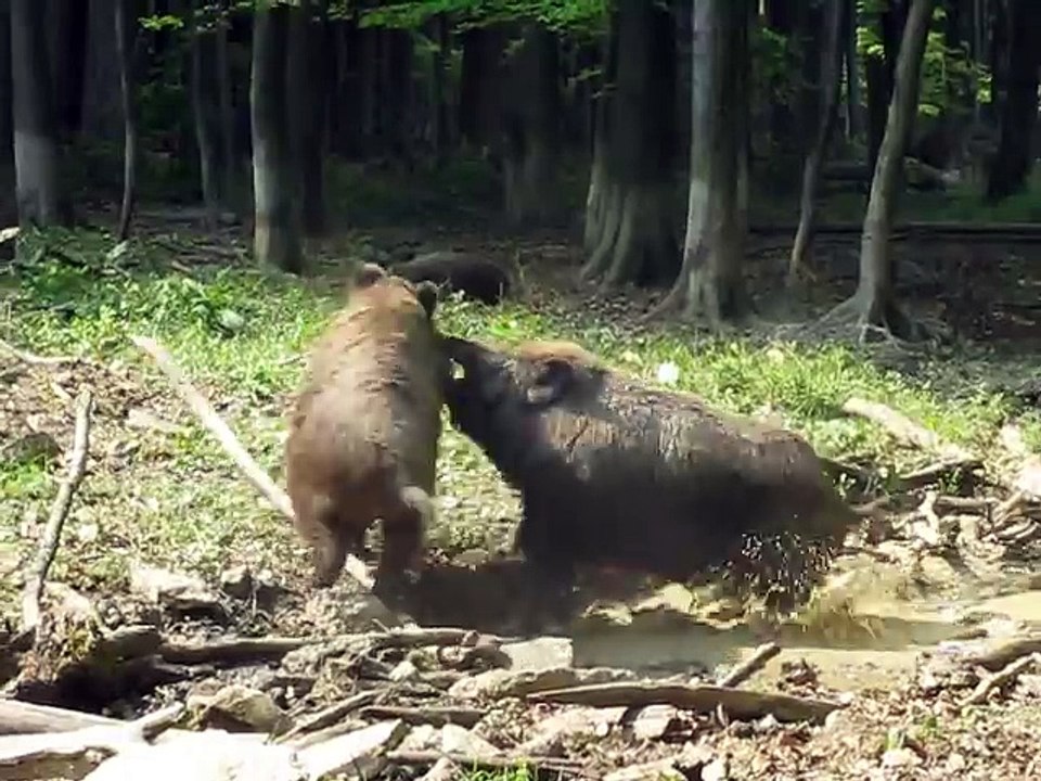 Combat entre deux sangliers