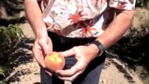 Week 19: Ripening Peaches and Papayas