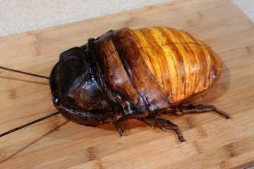 Gâteau en forme de blatte géante de madagascar... BEURK
