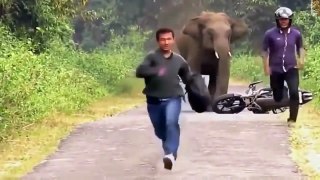 Funny animals attack humans - Most Amazing Animal Attacks in 2016
