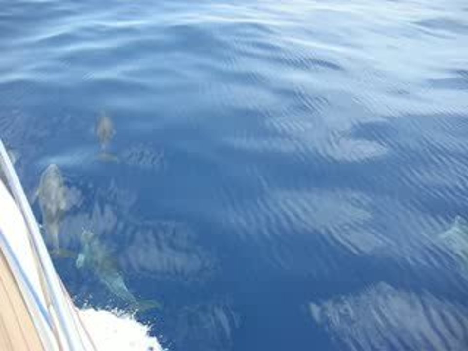 Danse des dauphins devant Caramel
