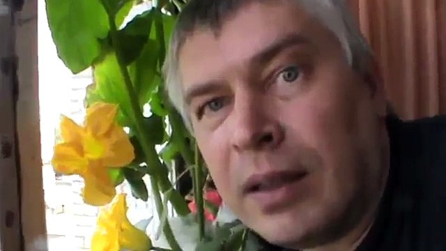 У меня в доме цветёт моя тыква в горшке на балконе Цветы у тыквы хорошо пахнут