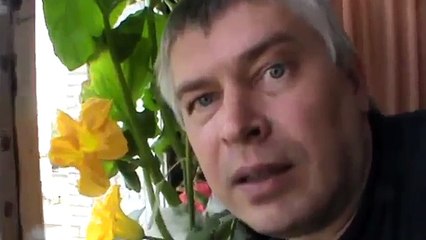 У меня в доме цветёт моя тыква в горшке на балконе Цветы у тыквы хорошо пахнут