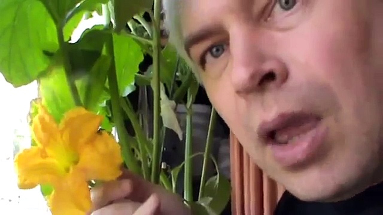 Цветёт моя тыква в горшке на балконе Цветы крупные