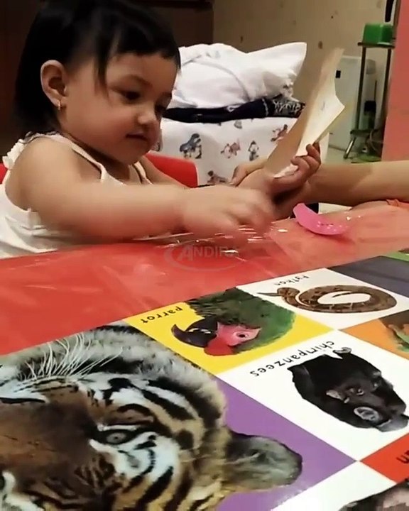 Video Lucu Arsy Addara Musicia Nurhermansyah Bilang Aduh Saat Maen l Anang Hermansyah & Ashanty