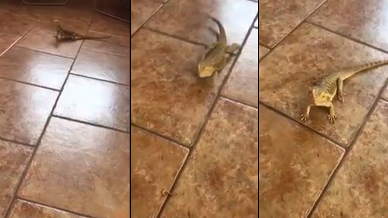 Ce pogona n'arrive pas à courir sur le carrelage !