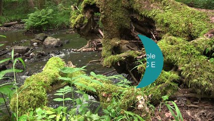Protocole Carhyce : connaître et surveiller le fonctionnement physique des cours d'eau