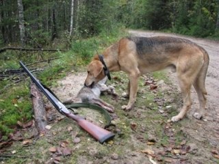 Охота на зайца с гончими